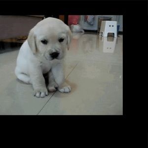 Does anyone have a apple laptop for sale?!